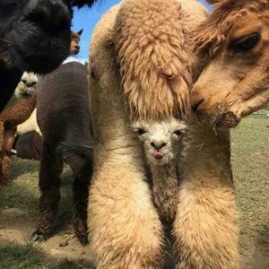 Meet your Posher, Janna